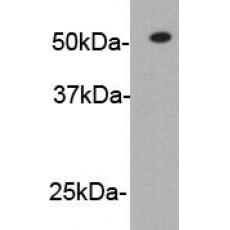 Anti-Rabbit IgG heavy chain antibody [C3-C8]