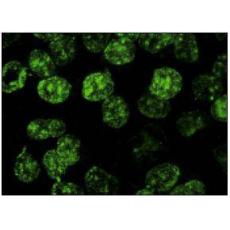 Anti-BrdU (Bu20a) antibody [1G1]
