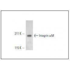 Anti-CD11b/ITAM antibody [4G2]