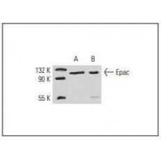 Anti-Epac1 antibody [4G3]