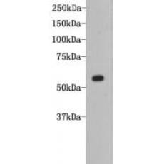 Anti-CD80/B7-1 antibody [8-E5]