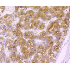 Anti-GRP94 antibody [F1-D10-G3]