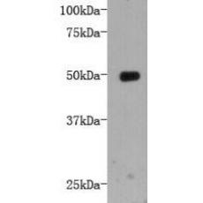 Anti-LRP-1 antibody [A4-F5]
