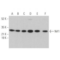 Anti-NRF1 antibody [1G1]