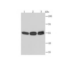 Anti-PTBP1 antibody [5C1]