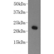 Anti-HP1 alpha antibody [B0-1]