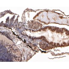 Anti-ddx24 antibody [A3B10]