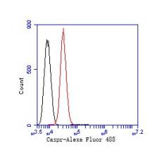 Anti-Caspr antibody