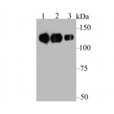 Anti-Integrin beta 1 antibody [B10-A5]