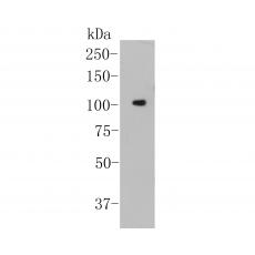 Anti-NFKB2 antibody [16B3]