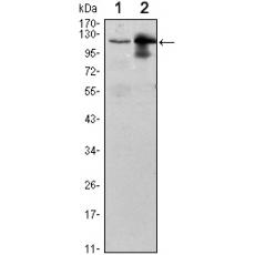 Anti-UBE1L antibody [A1-B10]