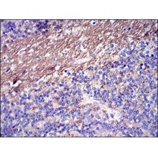 Anti-FGG antibody [C7-H9]