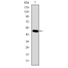 Anti-CRK antibody [C1-G11]