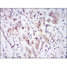 Anti-CD276 antibody [C10-A1]