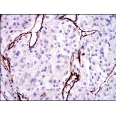 Anti-CD105 antibody [H4-A9]