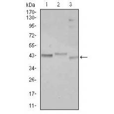 Anti-CEBPA antibody [E8-B7]