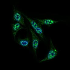 Anti-INCENP antibody [G9-D2]