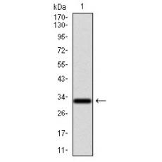 Anti-GCNF antibody [A10-G8]