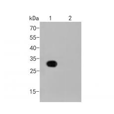 Anti-Myc-tag antibody [A3C8]