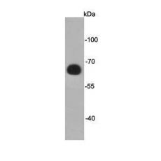 Anti-DYKDDDDK Tag(FLAG) antibody [A2-A4]
