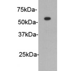 Anti-HA Tag antibody [2-G10]