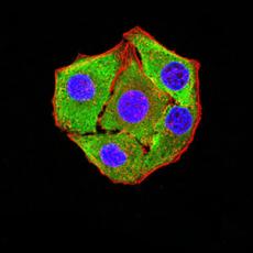 Anti-P2RY8 antibody [1G5A11]