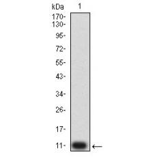 Anti-P2RY4 antibody [3B4C11]