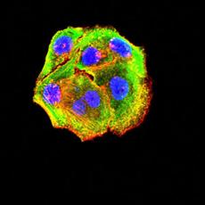 Anti-P2RY14 antibody [5A3F1]