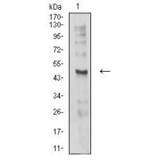 Anti-CHRND antibody [1H1F9]