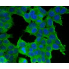 Anti-Tim3 antibody [1E5]
