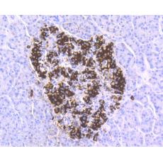Anti-Insulin antibody [5E1]