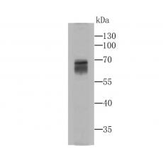 Anti-MAOA antibody [5D1]
