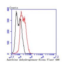 Anti-xanthine dehydrogenase antibody [1C8]