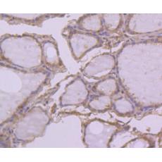Anti-PRDX2 antibody [7F2]
