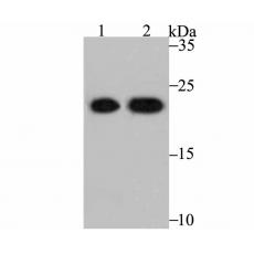 Anti-PRDX2 antibody [7F5]