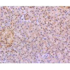 Anti-CELF-1 antibody [7A1]