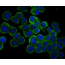 Anti-IL-31 antibody [8-C3]