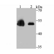 Anti-Zscan4 antibody [2-7]