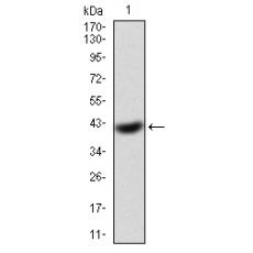 Anti-EIF5A antibody [6E-F10]