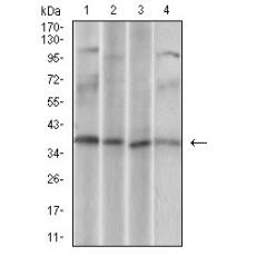 Anti-CD68 antibody [F3-D7]