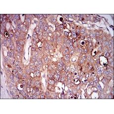 Anti-CD73 antibody [6E-G3]