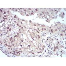Anti-EZH2 antibody [6F-4G]