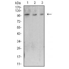 Anti-CD223 antibody [4H6A3]