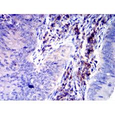 Anti-CD352 antibody [2F1C9]