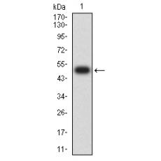 Anti-RAB27B antibody [2G11C2]