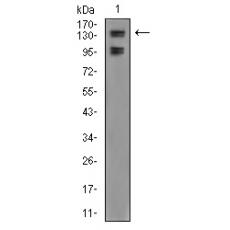 Anti-FBXL10 antibody [6G-11]