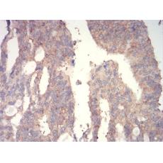 Anti-WNT3A antibody [EG-64]