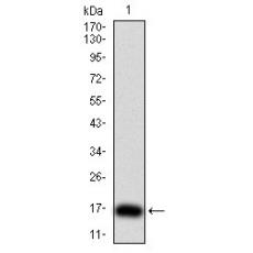 Anti-TSHB antibody [G1-12]