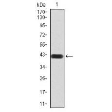 Anti-MMP14 antibody [11A-1D]