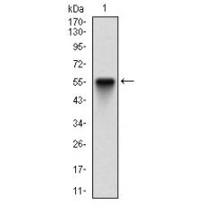 Anti-EIF2AK2 antibody [3A-H10]